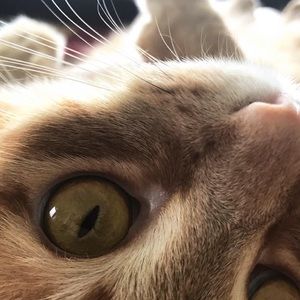 Meet your Posher, Odette